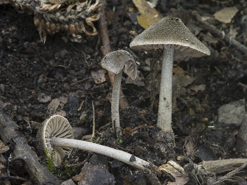 Entoloma dysthaloides